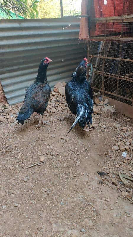 amroha or lassani chicks available 8