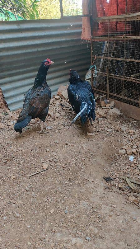 amroha or lassani chicks available 9