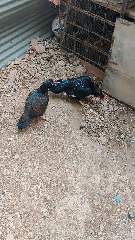 amroha or lassani chicks available 10