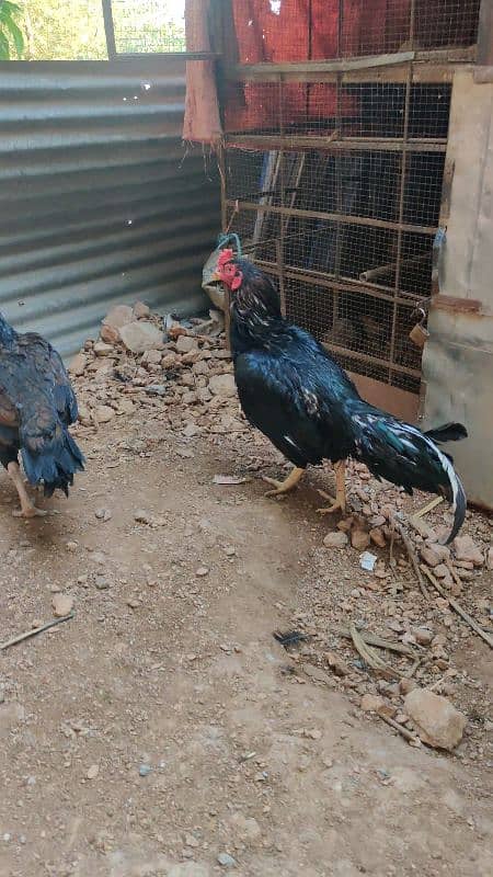 amroha or lassani chicks available 11