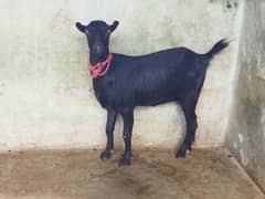 Beautiful Tadi Goat