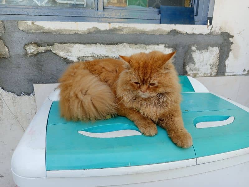 Persian kitten | Triple Coated | sami Punch face | brown | Persian cat 3