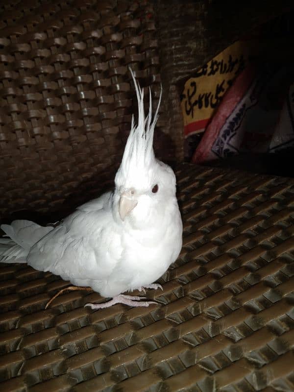 cocktail hand tame reddy to breed pair for sale 0