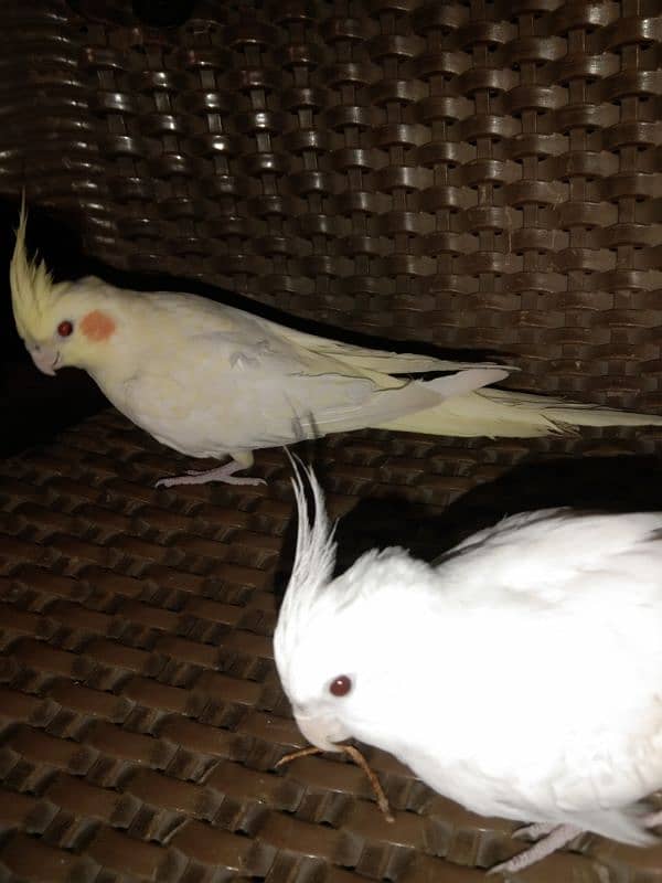 cocktail hand tame reddy to breed pair for sale 1