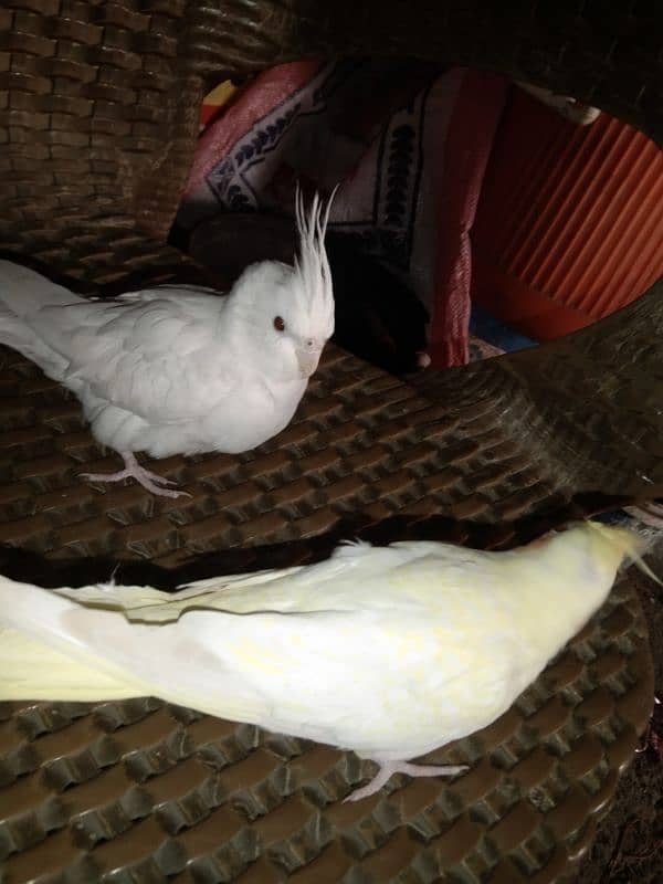 cocktail hand tame reddy to breed pair for sale 2