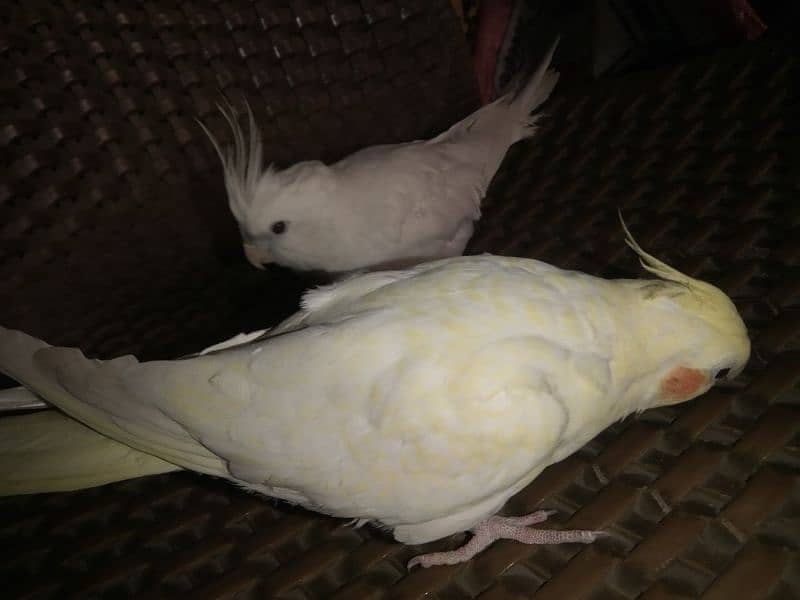 cocktail hand tame reddy to breed pair for sale 3