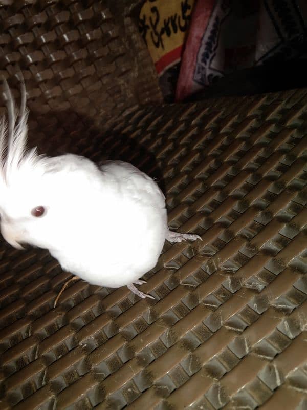 cocktail hand tame reddy to breed pair for sale 4