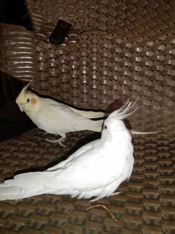 cocktail hand tame reddy to breed pair for sale 5