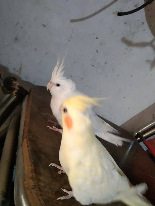 cocktail hand tame reddy to breed pair for sale 7