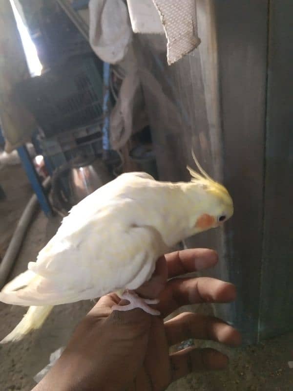 cocktail hand tame reddy to breed pair for sale 8