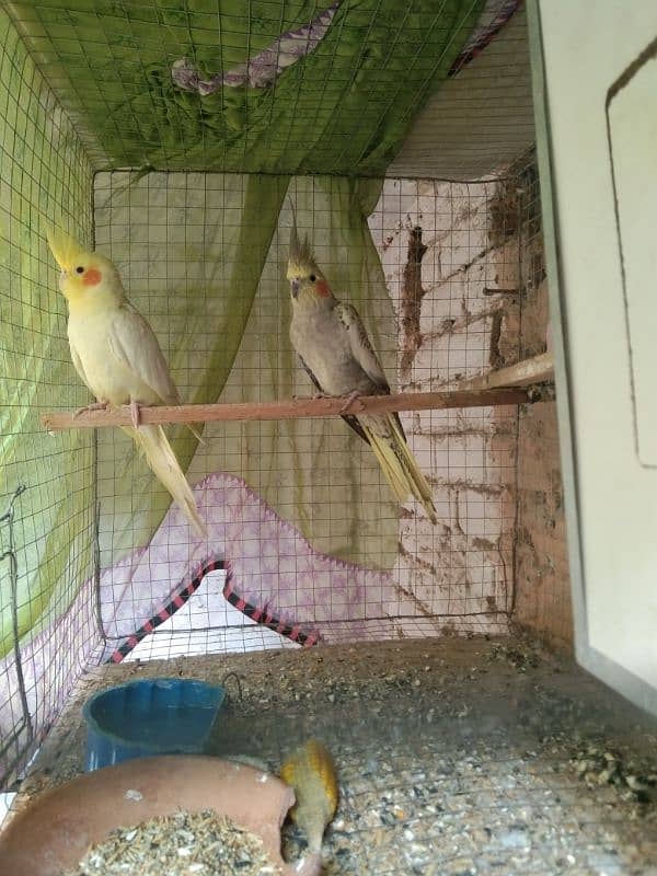 cocktail hand tame reddy to breed pair for sale 10