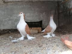 Brown sherazi & Black tail