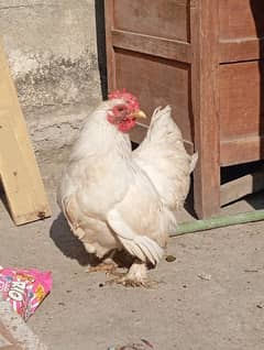 Bantam male