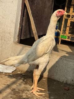 white shamo parrot beak  for sale reasonable price