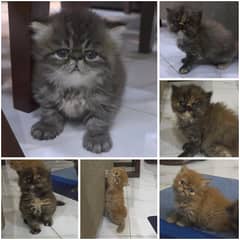 Peke Face/Extreme Punch face Persian Tripple Coat Kittens