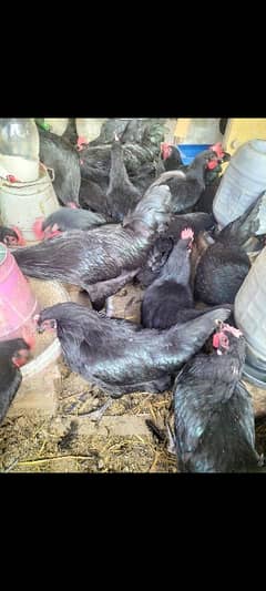 Australorp fartile eggs guarantee kesath available per egg 50