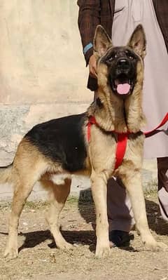 pure Alsheision bhagyary male age 12 month sequrty dogs