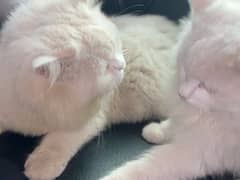 CATS PAIR FOR SALE