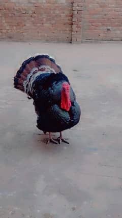 turkey male