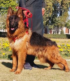 show quality imported blood line gsd lowbak male for sale