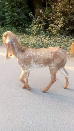 pure makhi cheeni Goats / goats for sale /Bakriyan