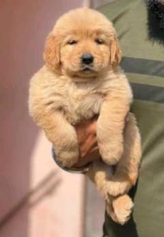 Golden retriever puppies for sale