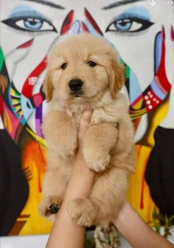 Golden retriever puppies for sale 1