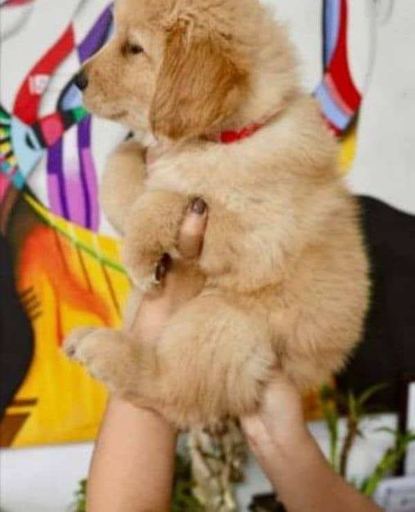 Golden retriever puppies for sale 2