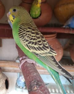 Budgies breader pair and adult males