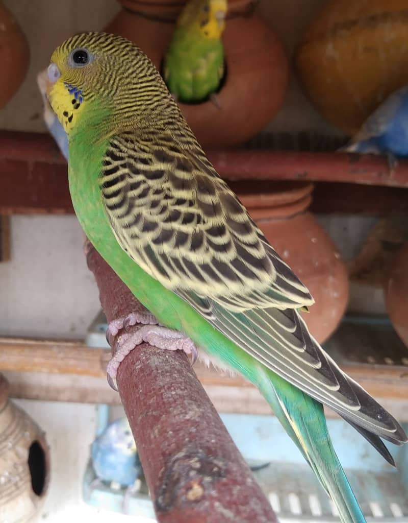 Budgies for Sale 1