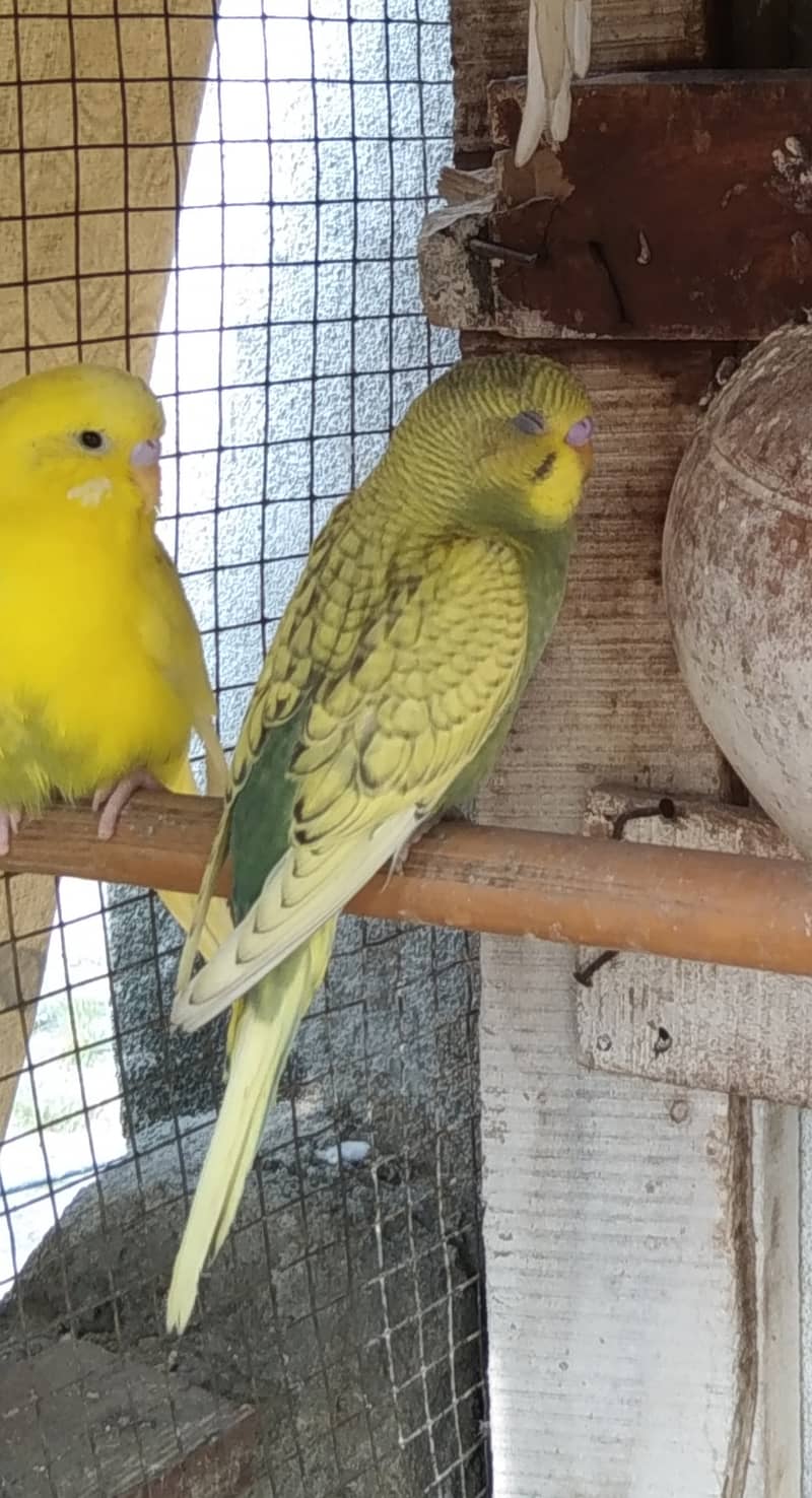 Budgies for Sale 2