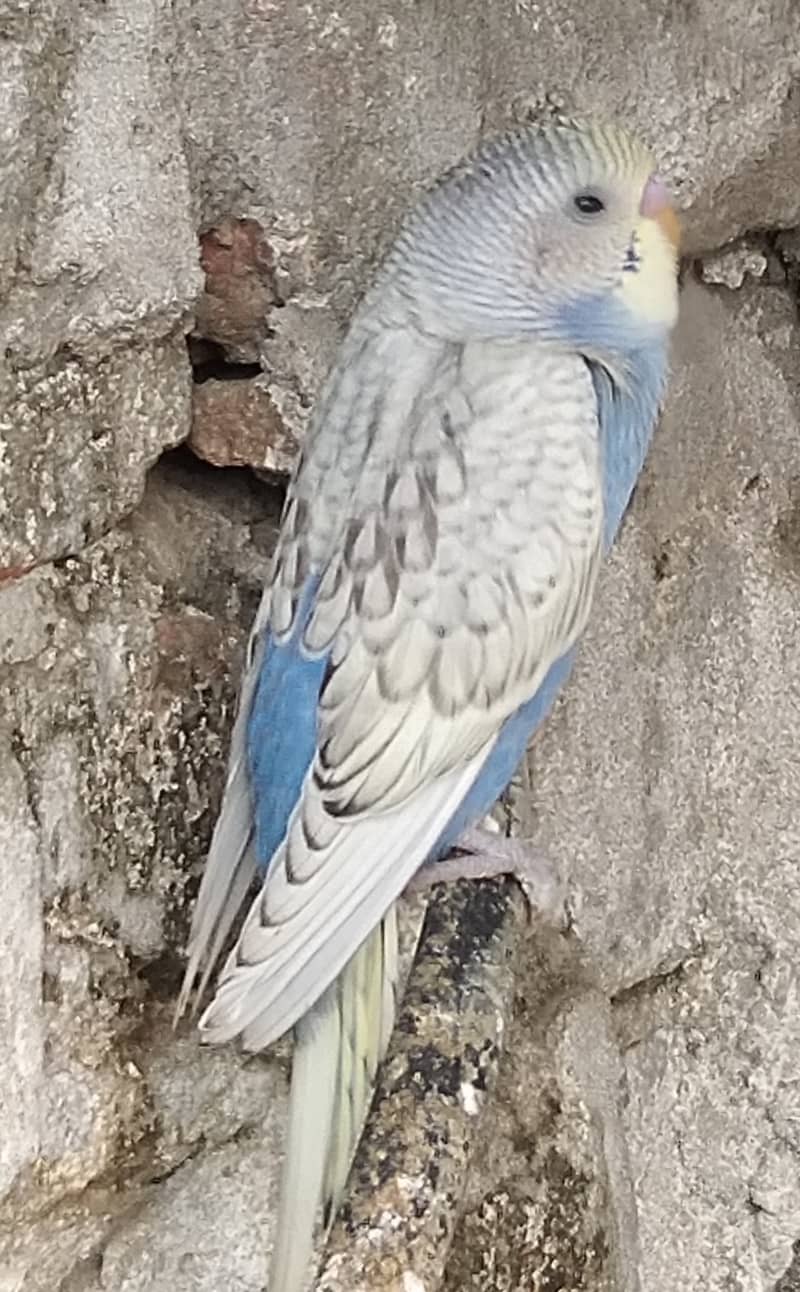 Budgies for Sale 3