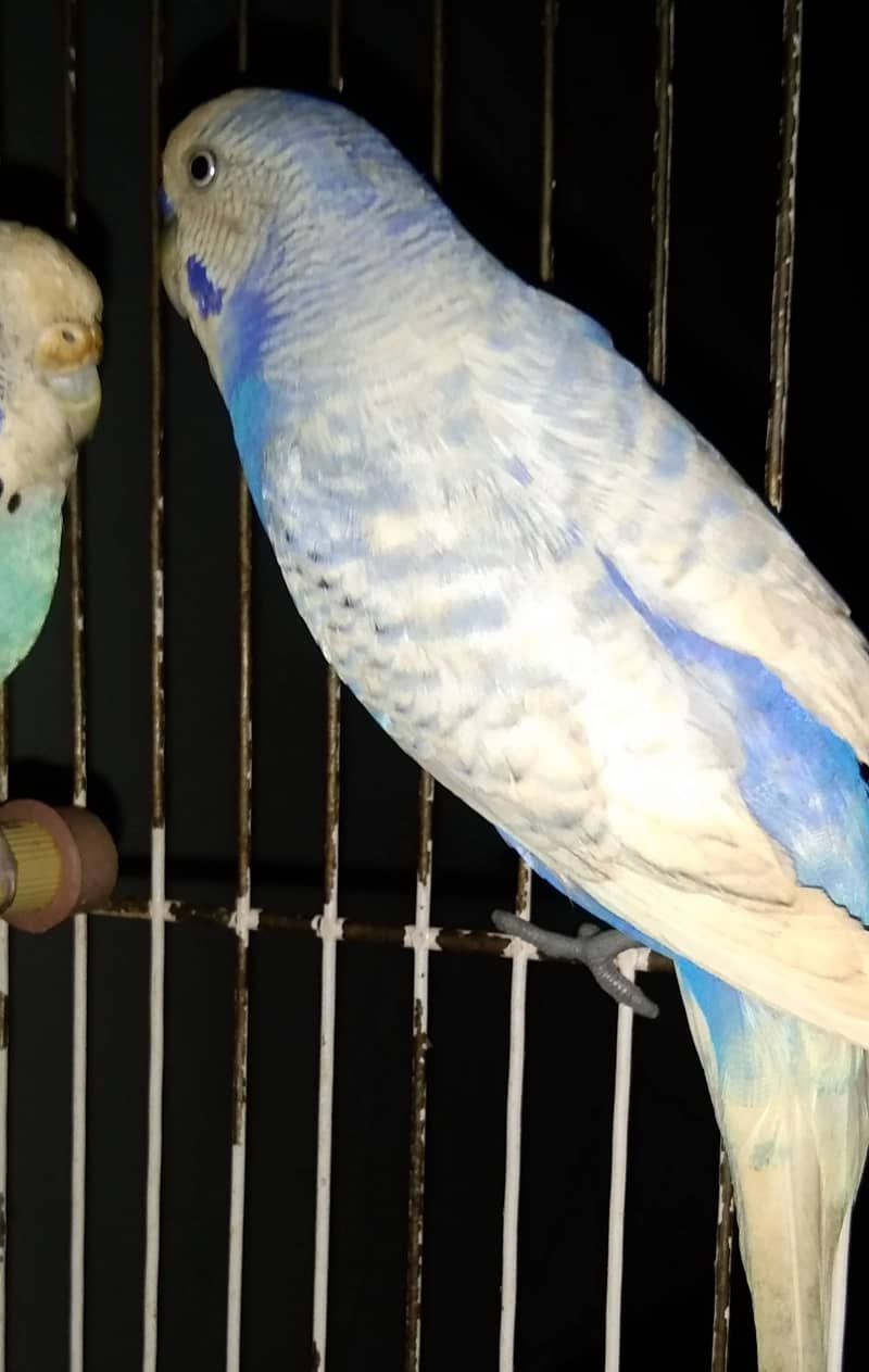 Budgies for Sale 4