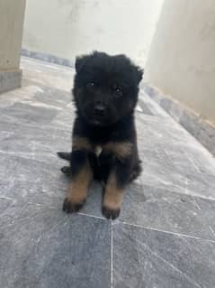 long court GSD puppy for sale