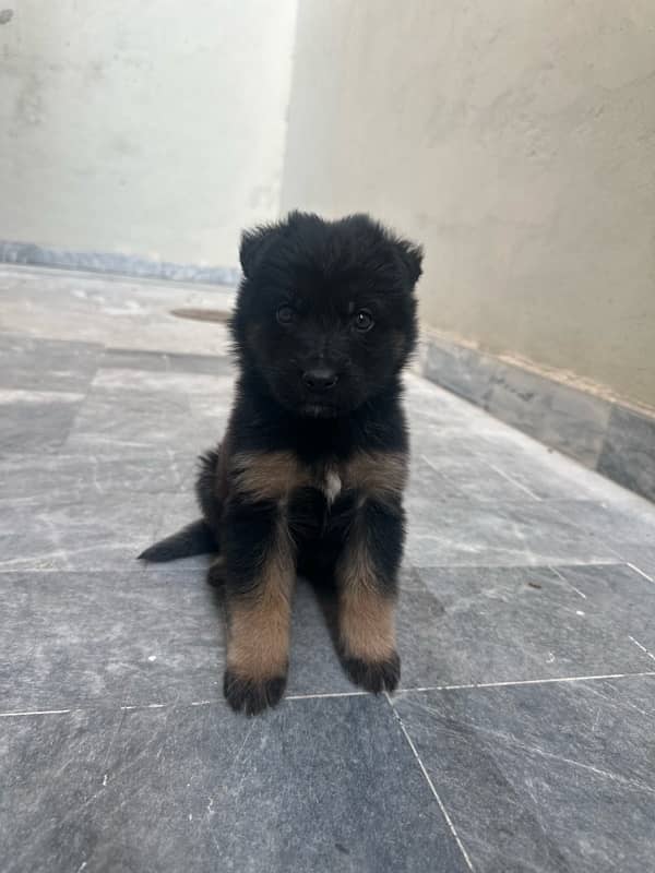 long court GSD puppy for sale 1