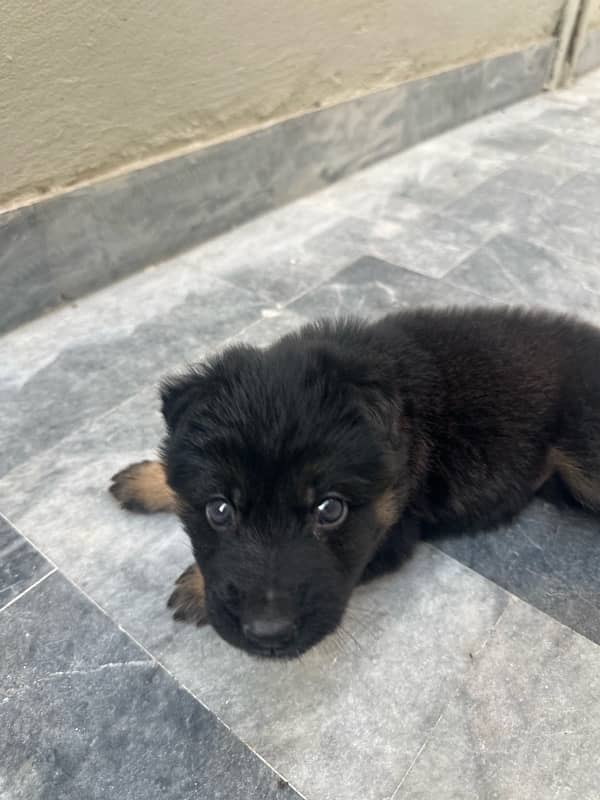 long court GSD puppy for sale 3