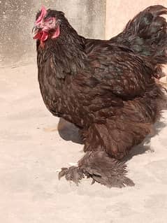 black buff female egg lying