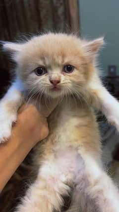 PERSION KITTENS AVAILABLE