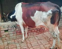 Ablakh cow 6kg milk