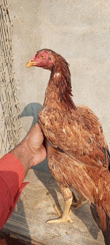 Hi quality Black breeder madi band jod mazbot Andy bacho ki granty 14