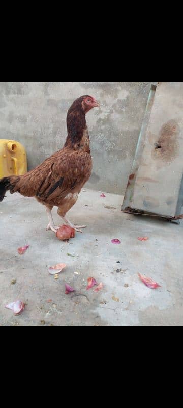 Hi quality Black breeder madi band jod mazbot Andy bacho ki granty 18