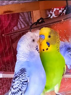 budgies for sale