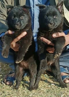 black Shepherd pair for sale all Pakistan cargo 03141847883 WhatsApp