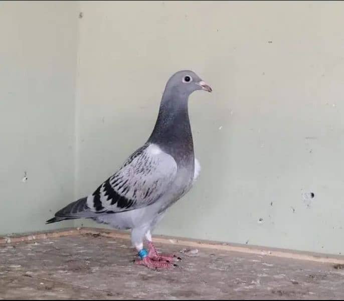 imported John Aden pigeon 1