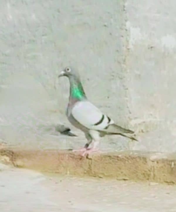 imported John Aden pigeon 2