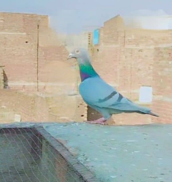 imported John Aden pigeon 3