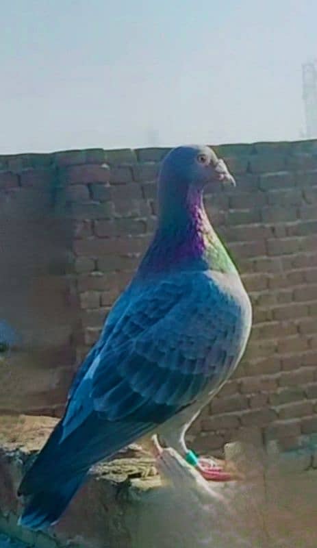 imported John Aden pigeon 4