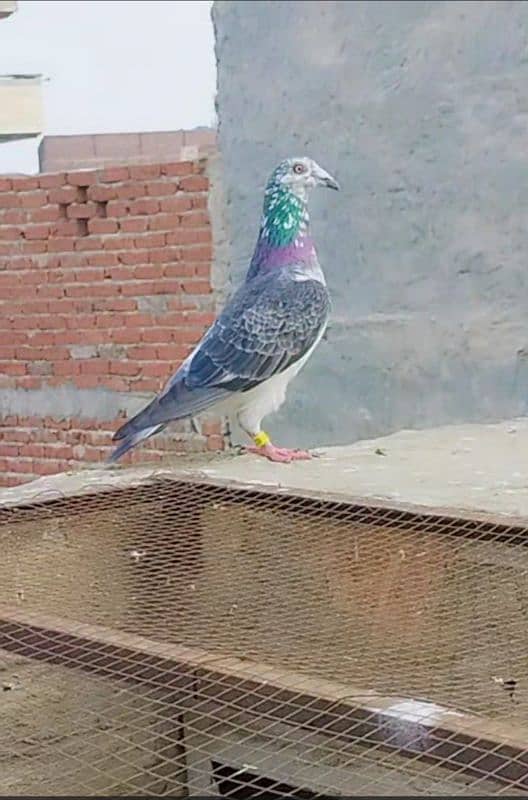 imported John Aden pigeon 5