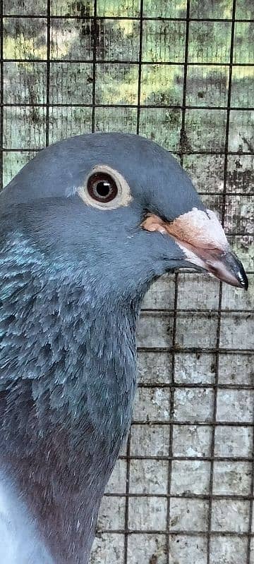 imported John Aden pigeon 6