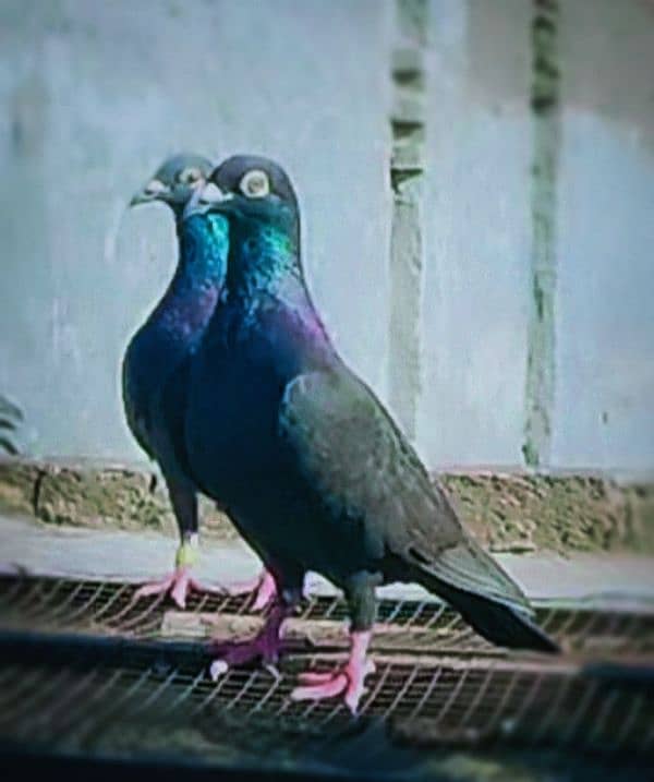 imported John Aden pigeon 7